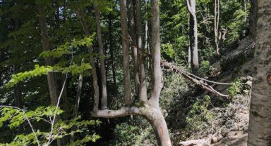 Küre Dağları'nda aynı daldan 7 ağacın büyüdüğü kayın ağacı bulundu