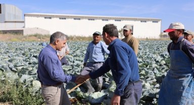 Niğde'de lahana rekoltesinde artış bekleniyor
