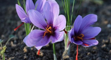 Safranbolu safranı AB tarafından tescillendi