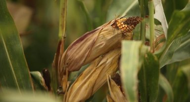 Sakarya'da geliştirilen yerli mısır tohumları ıslah süresinde sağladığı tasarrufla dikkati çekiyor