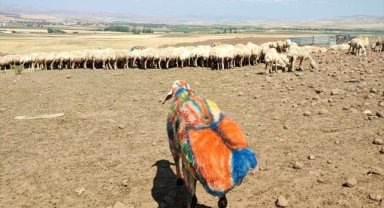 Sarıoğlan'da koç katımı başladı