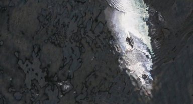 Sıcaklıkla birleşen faktörler Marmara Denizi'nde tombik balığı sayısını artırıyor