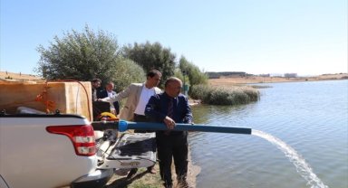 Sivas'ta göletlere 860 bin sazan yavrusu bırakıldı
