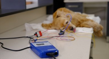 Sivas'ta işitme kaybı yaşayan köpek tedavi edildi 