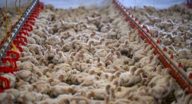 Tavuk eti üretimi temmuzda yıllık bazda yüzde 3,3 arttı