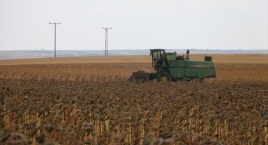 Tekirdağ'da yerli hibrit ayçiçeğinde hasat sürüyor