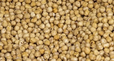 Ticaret borsalarında 621 bin tonun üzerinde fındık işlem gördü