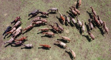 TİGEM 30 safkan Arap koşu tayı satacak