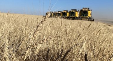 TİGEM işletmeleri hububat hasadında rekor kırdı