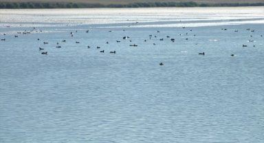 Ulaş Gölü sakarmeke ve diğer yaban kuşlarına ev sahipliği yapıyor