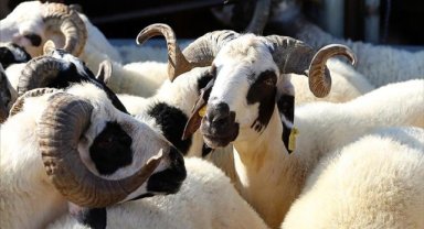 Üreticiler, tarımsal desteklerin erken ödenmesi kararını olumlu karşıladı