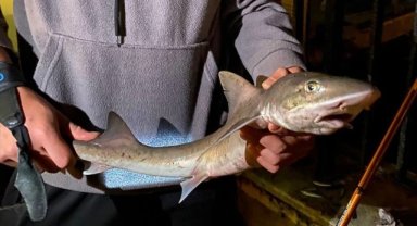 Üsküdar'da bir gencin oltasına yavru köpek balığı takıldı