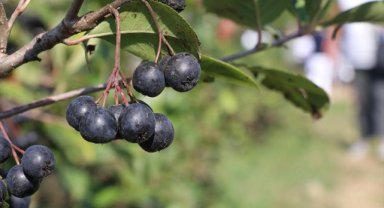 Yalova'da tescilli "Yalova aronyası" için hasat şenliği düzenlendi