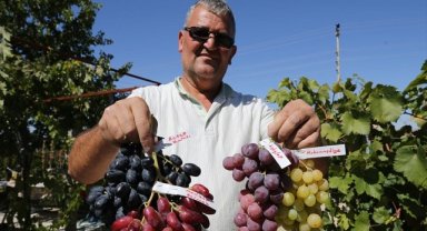 Yetiştirdiği 450 tür asma fidanını üreticilere ulaştırıyor