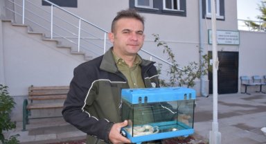 Aksaray'da Mısır yılanı ve tarantula ele geçirildi
