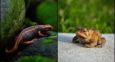 Amfibi türlerinden bazıları iklim değişikliği nedeniyle yok olma tehlikesi altında