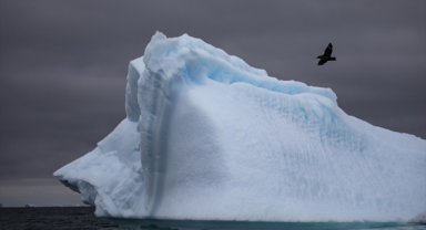 Antarktika'da ilk kez kuş gribi görüldü