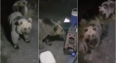 Arazide çalışma yapan ekiplerin boz ayılarla karşılaşma anı kamerayla görüntülendi