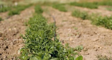 Atıl ve verimsiz araziler "Edirne kırmızısı" bitkisiyle canlanacak