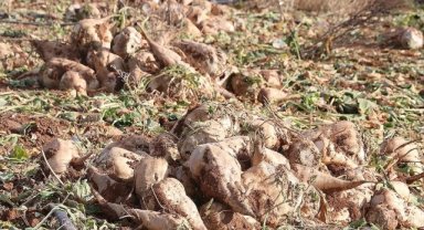 Bakan Yumaklı, şeker pancarı alım fiyatının ton başına 1855 lira olduğunu bildirdi