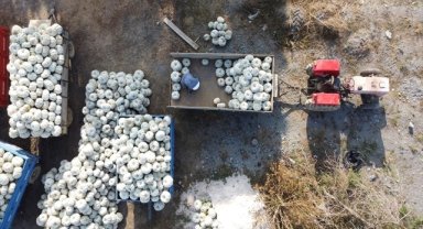 Bilecikli kestane kabağı üreticileri baraj sayesinde 17 yıldır iyi verim alıyor