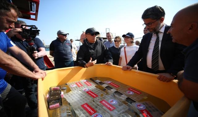 Çanakkale Boğazı'nda 300 yavru ıstakoz denizle buluştu