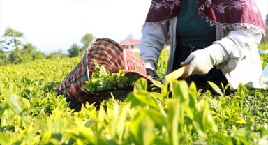 Çay üreticilerine 1 milyar 763 milyon liralık destek ödemesi yarın yapılacak