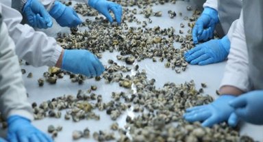 Deniz salyangozu 9 ayda en çok Güney Kore'ye satıldı