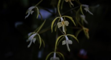 Dünya üzerindeki çiçekli bitkilerin yüzde 45'i yok olma tehlikesiyle karşı karşıya