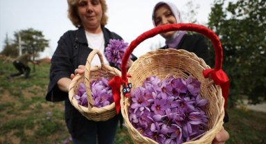 Düzce'de safran yetiştiren kadın girişimci, üretim alanını 10 kattan fazla arttırdı