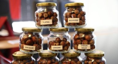 Fındığın gen kaynakları Fındık Araştırma Enstitüsünde korunuyor