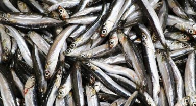 Hamsi bolluğunu duyan balıkçı av için Tekirdağ'a geliyor