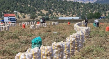Her mevsim patates yetiştirilebilen Muğla'da hedef, üretimi ve çeşitliliği artırmak