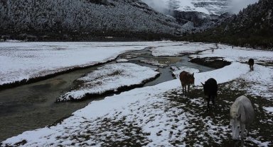 İklim değişikliği insanlar kadar hayvanları da etkiliyor