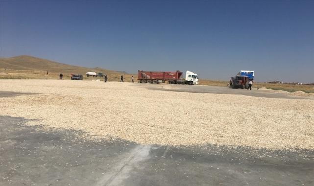 Kayseri'de ay çekirdeği için 10 bin metrekare beton kurutma alanı yapıldı