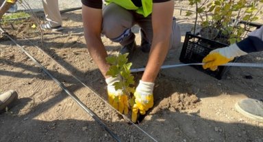 Kızılcahamam Millet Bahçesinde tıbbi aromatik meyve yetiştirilecek