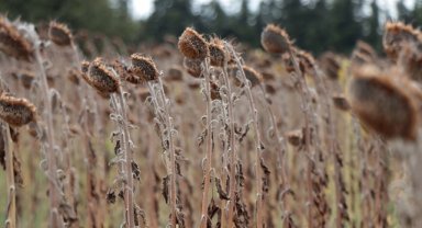 Kurak ve sıcak hava ayçiçeğinde hem verimi hem kaliteyi düşürdü