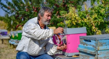 Manyetik alanların bal üretimini ve arıların yaşamını olumsuz etkilediği belirlendi