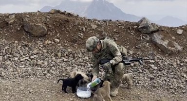 Milli Savunma Bakanlığından "Hayvanları Koruma Günü"ne özel video