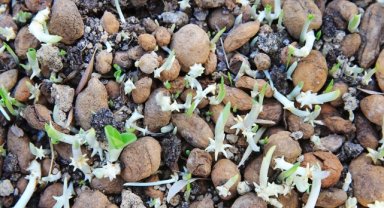 Muğla'da kültür bahçelerinde salep yetiştiren üreticiler talebe yetişemiyor