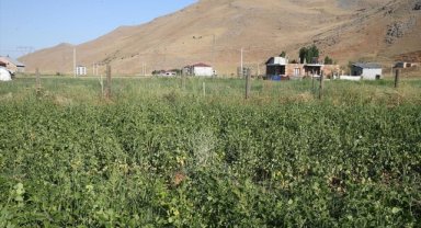 Muş'ta üretime kazandırılan atıl durumdaki arazilerden 200 milyon lira gelir elde edildi