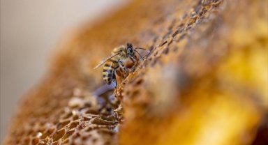 Organik arıcılık yapanlara kovan başına 30 lira destek verilecek