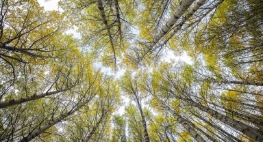 Ormanlar atmosferdeki karbon emisyonunu azaltmada önemli rol oynuyor