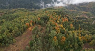 Ormanlarıyla öne çıkan Kastamonu sonbahar renklerine bürünmeye başladı