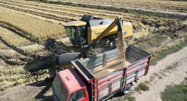 Pirinçte marka olan Osmancık'ta çeltik hasadı tamamlandı