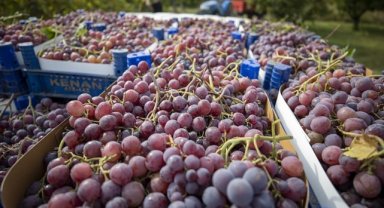 Sakarya'da hasadı yapılan üzüm çevre illere gönderiliyor