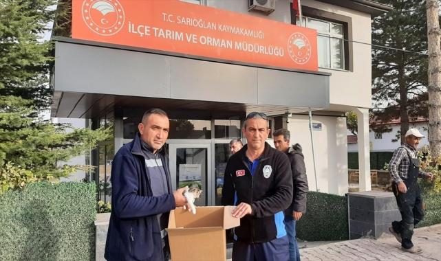Sarıoğlan'da ayağı kırık kedi yavrusu tedaviye alındı