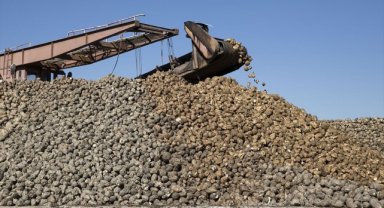 Şeker üretimi ülke ihtiyacını karşılayacak seviyede