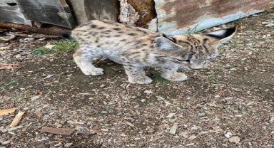 Sivas'ta köyden ayrılmayan vaşak yavrusu ilgi odağı oldu