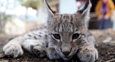 Sivas'ta köylülerin bulduğu vaşak yavrusu güvenli ellerde